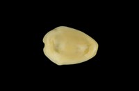 藏品(黃寶螺)的圖片